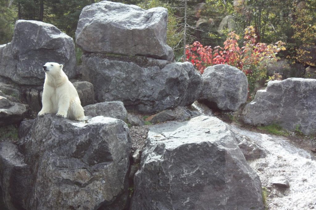 Ours polaire au zoo de Saint-Félicien