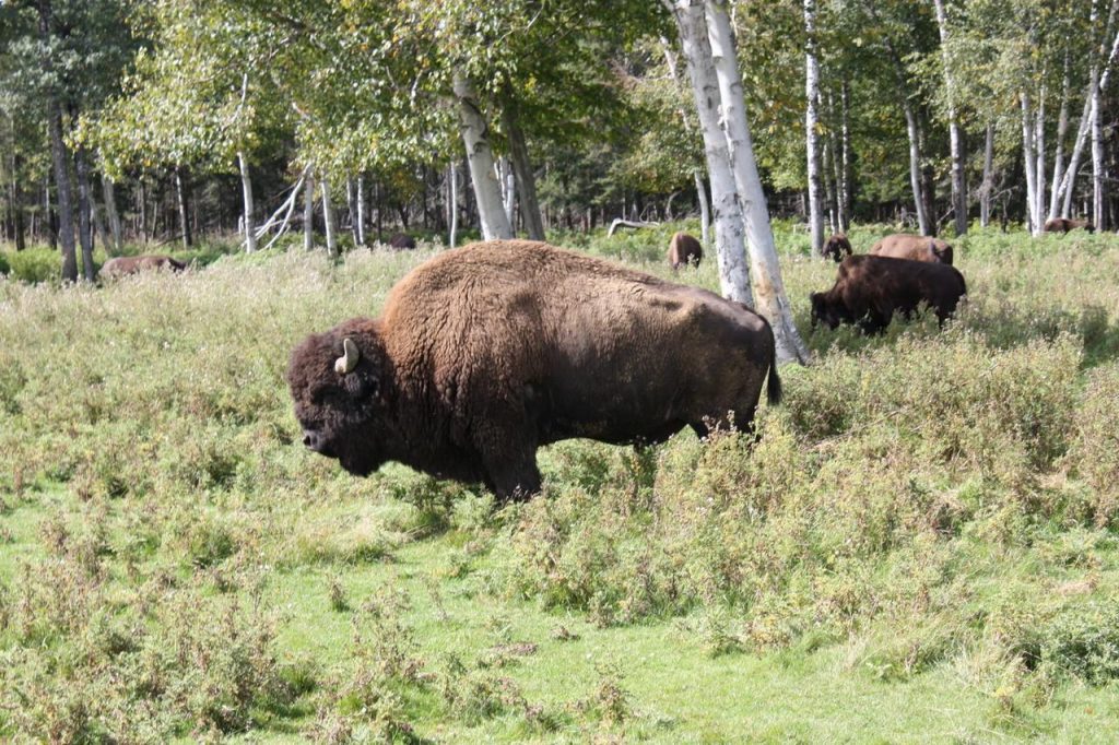 Bison au zoo de Saint-Félicien