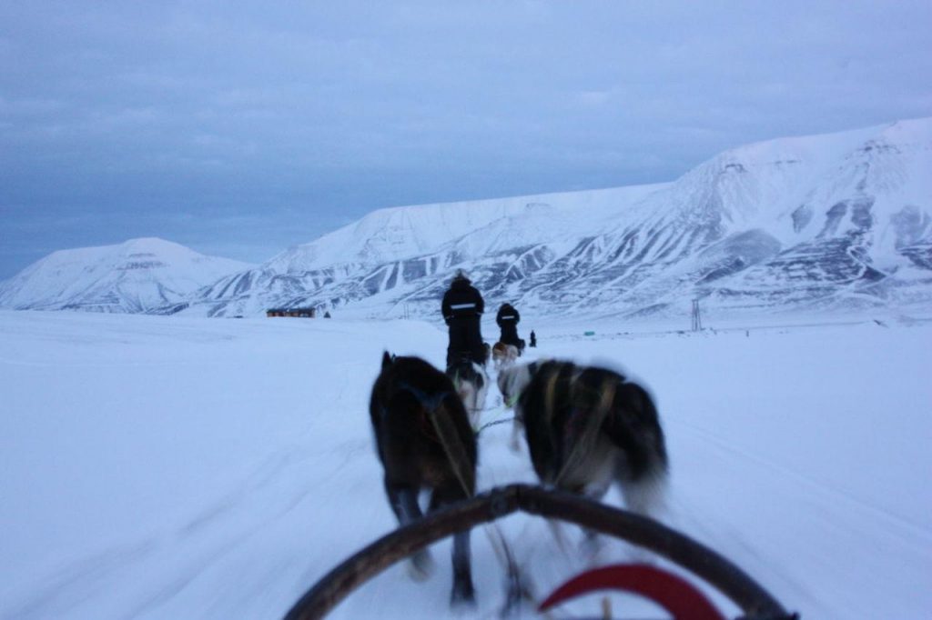 Chiens de traîneau avançant dans les paysages polaires du Svalbard