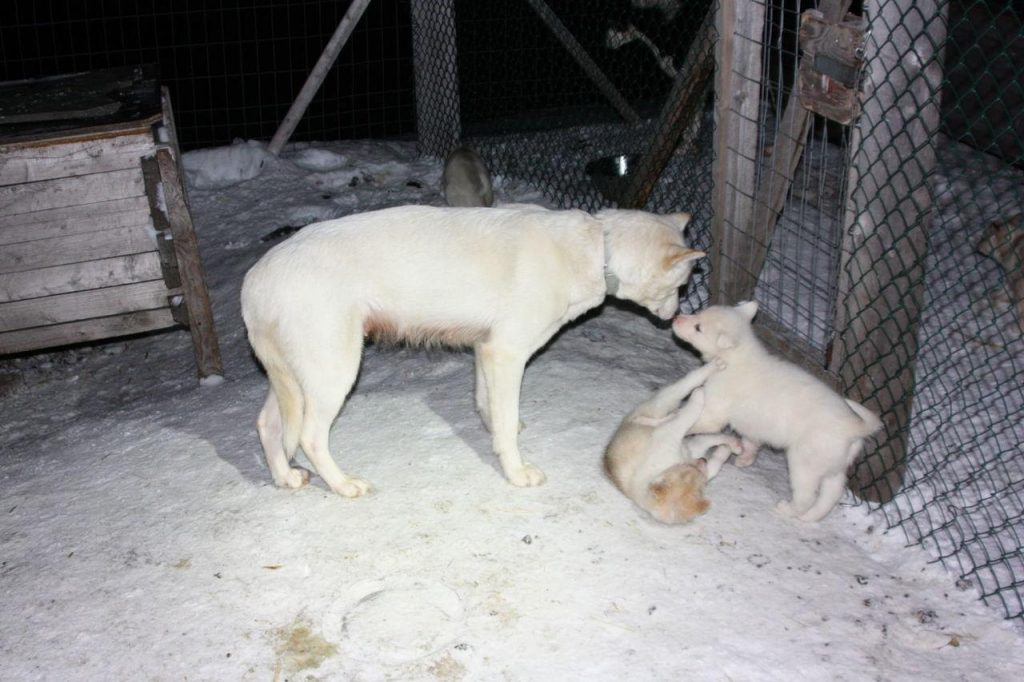 Chiots dans un camp de chiens de traîneau au Svalbard