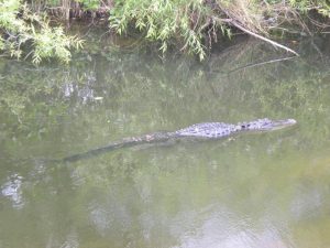 Alligator à Shark Valley dans les Everglades