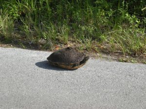 Loop Road dans Big Cypress