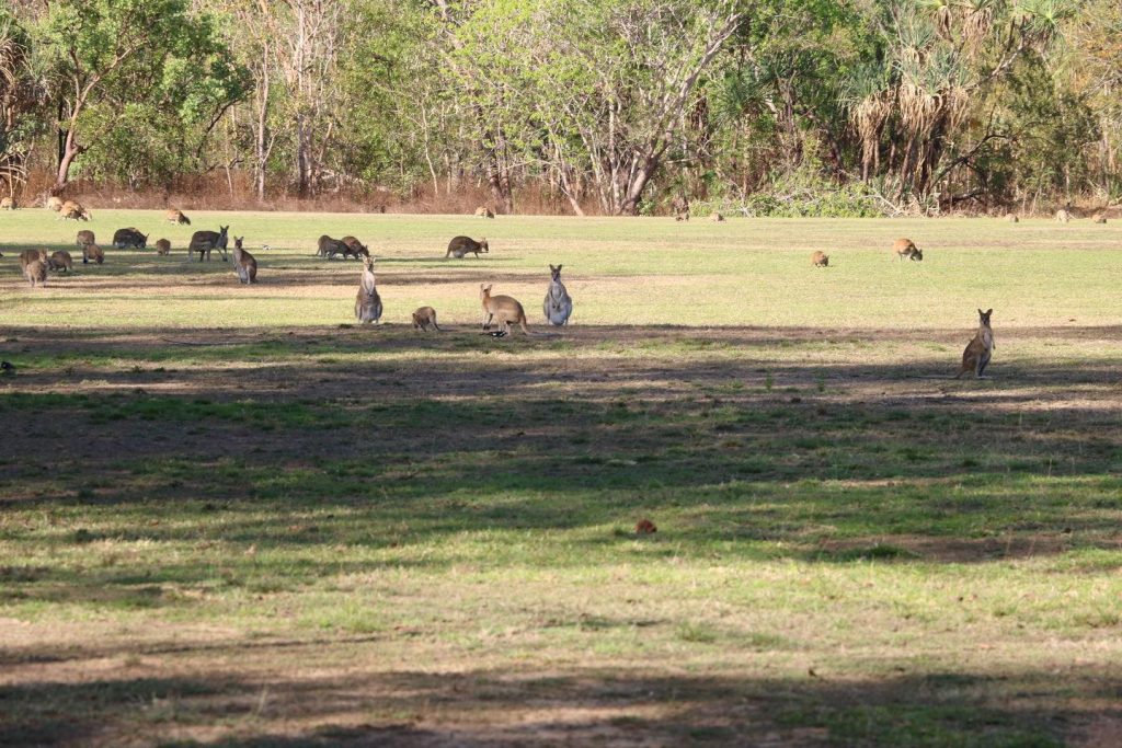 Kangourou à Kakadu