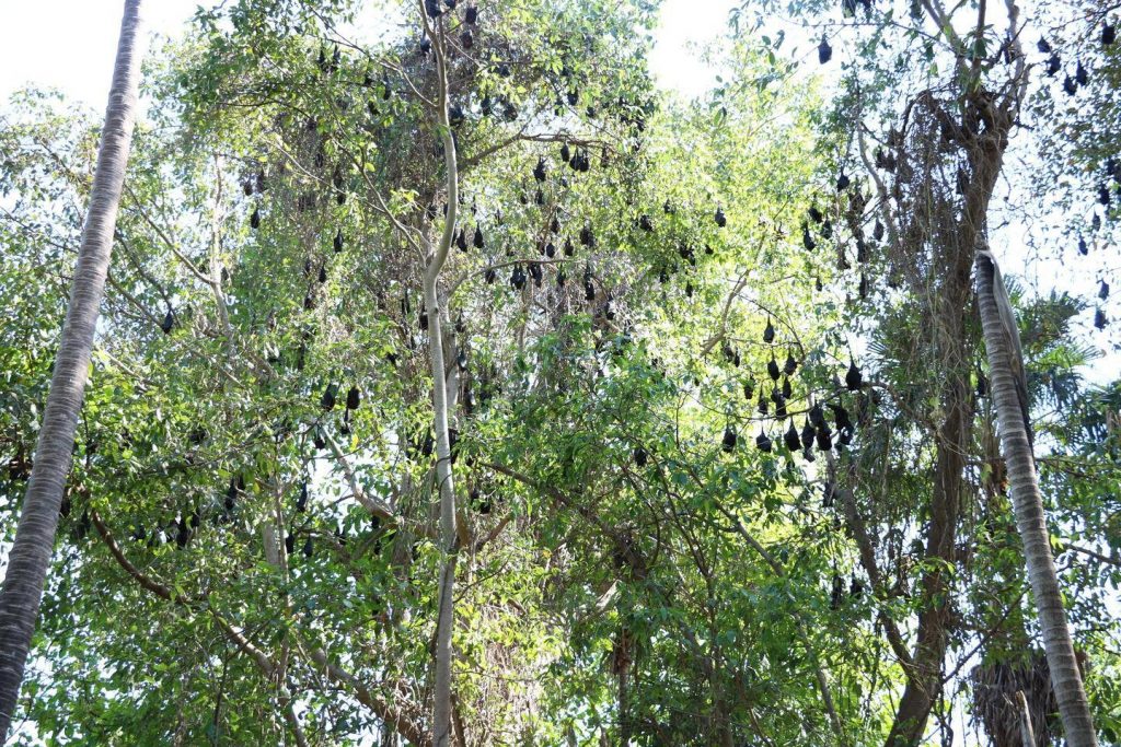 Manngarre Monsoon Forest à Kakadu