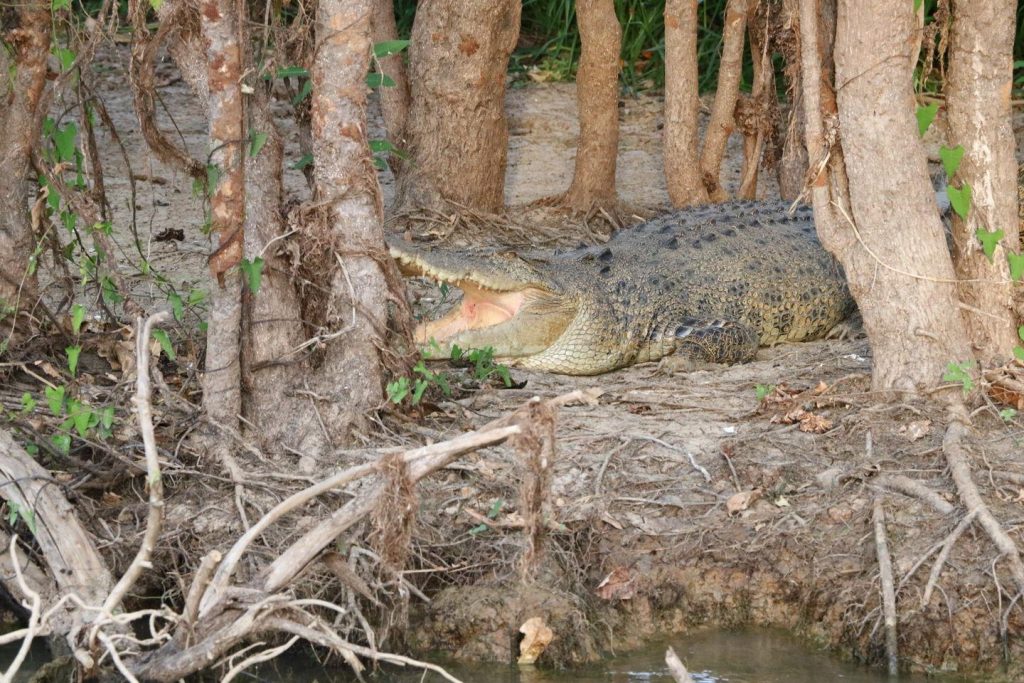 Faune de Yellow Water