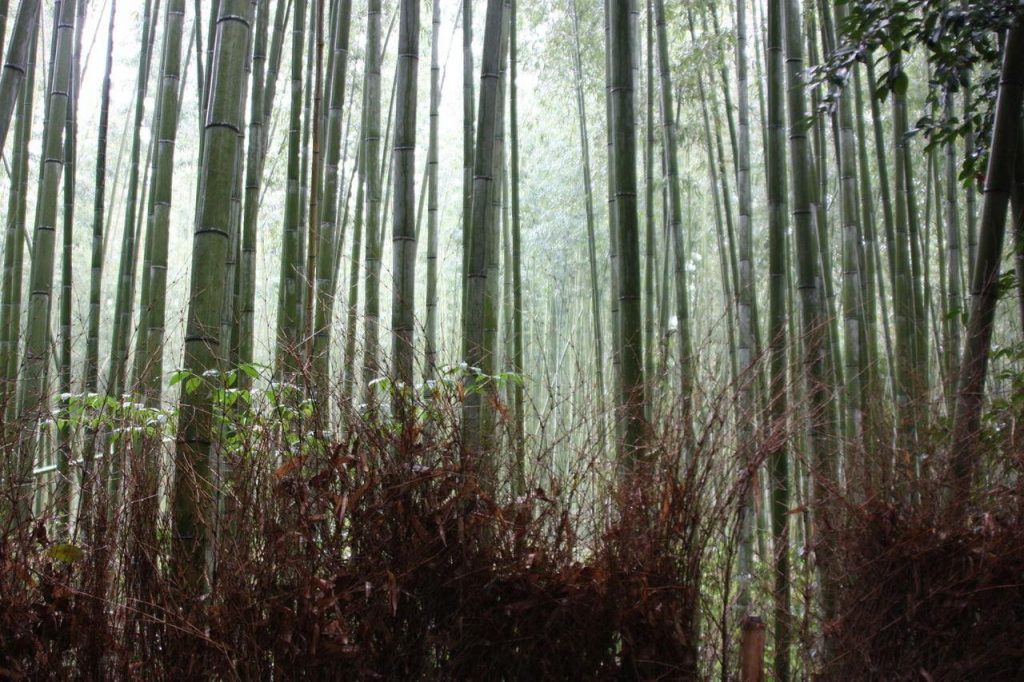 Bambouseraie d'Arashiyama à Kyoto