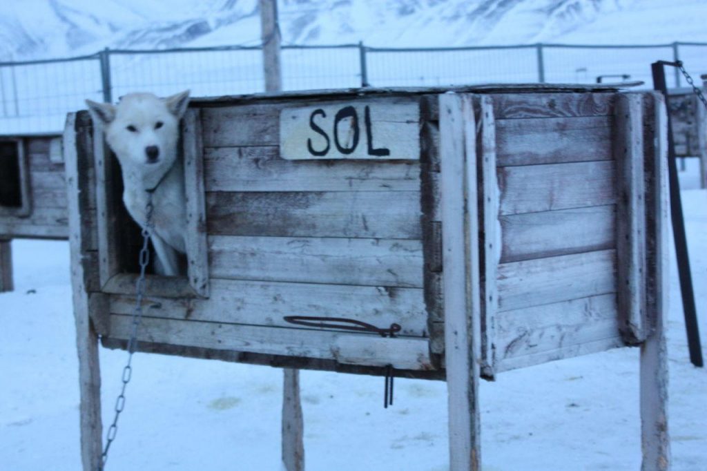 Retour au camp après la balade en chiens de traîneau au Svalbard