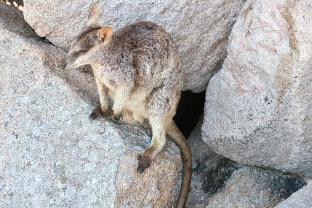 Rock wallabies a Alma Bay