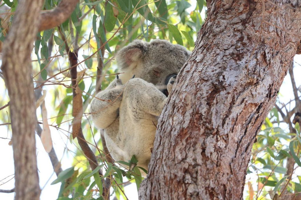 Koala sauvage a The Fort