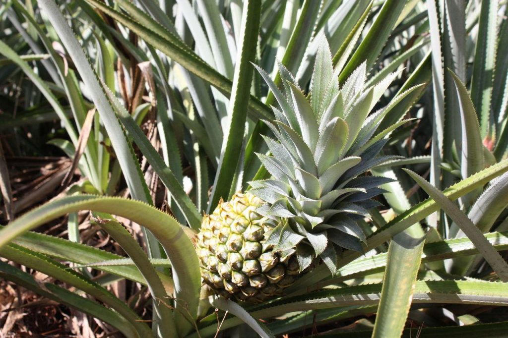 Route des ananas à Moorea