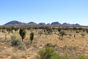 Dômes de Kata Tjuta dans le Red Centre
