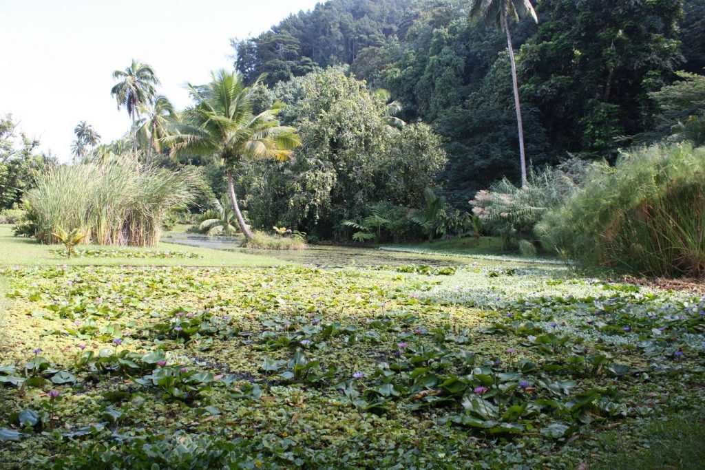 Jardin d'eau de Vaipahi à Tahiti