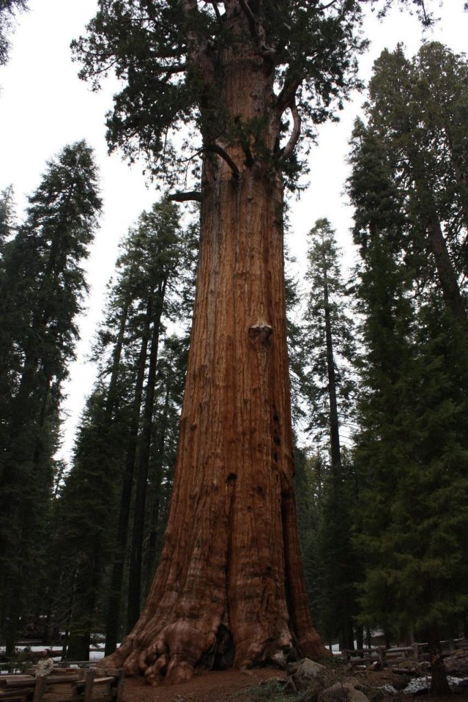 Séquoias géants dans le parc national de Sequoia