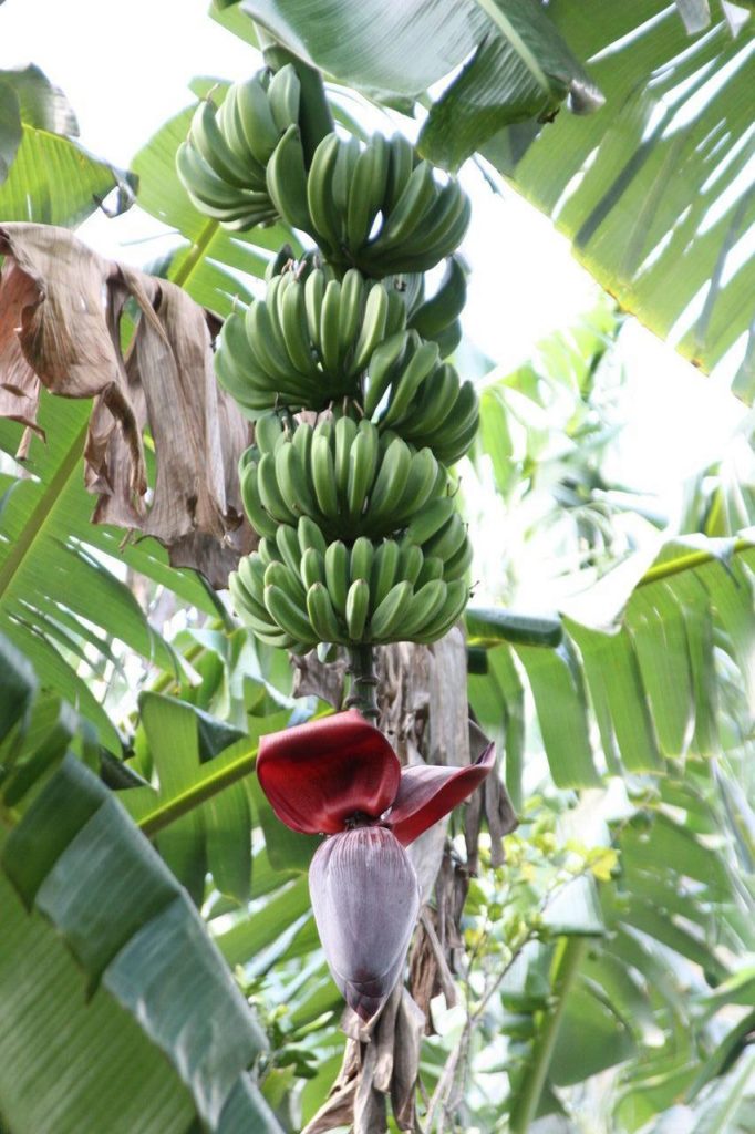 Bananes cultivées dans la vallée de Viñales