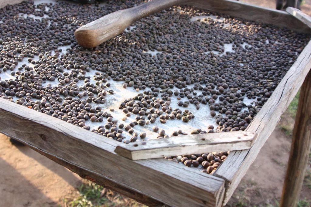 Grains de café dans la région de Viñales