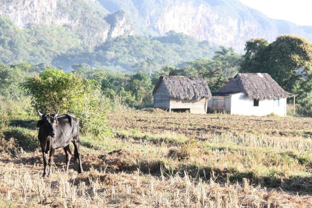 Champs dans la vallée de Viñales après le lever du soleil