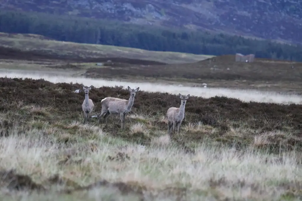 Biches sauvages dans le parc national des Cairngorms