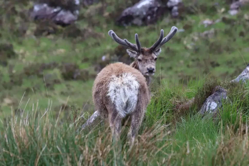Cerf observé dans les Highlands écossais