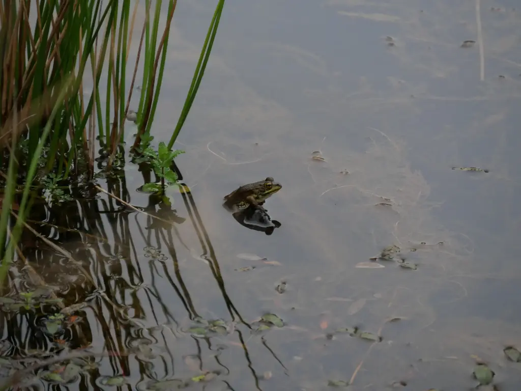 Grenouille observée au Jardim Botânico do Faial