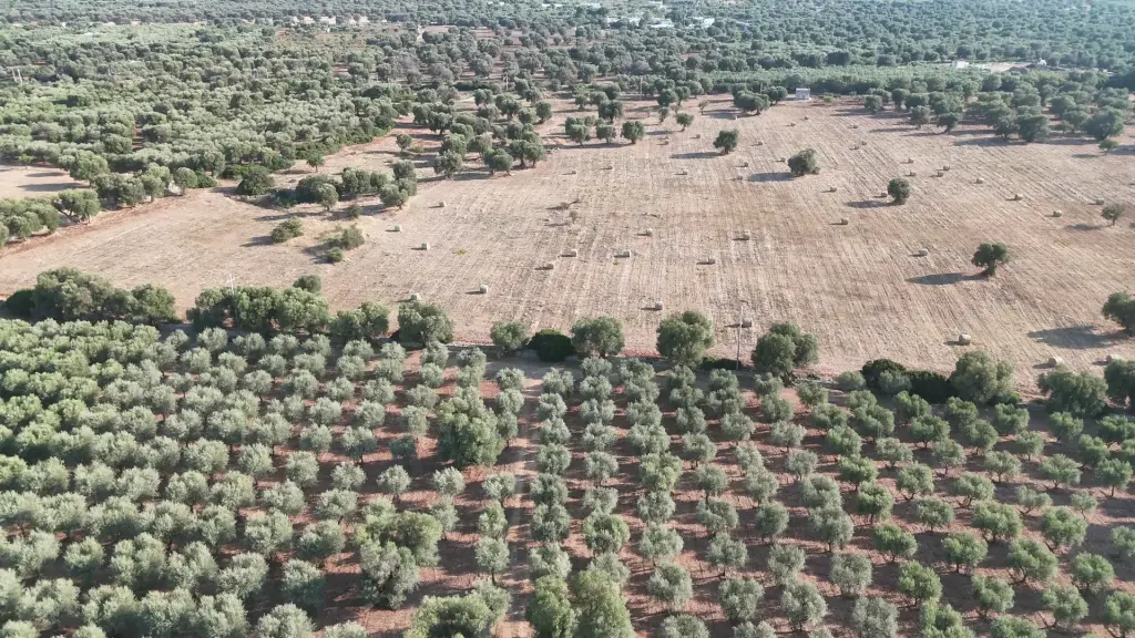 Oliveraie des Pouilles près de Torre Pozzelle vue par drone