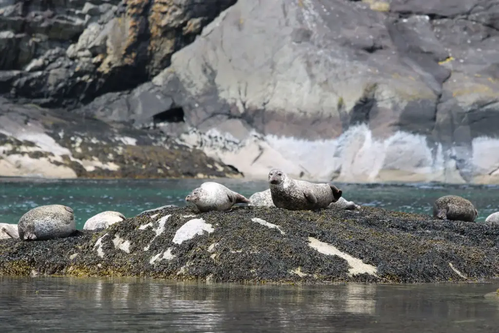 Phoques se reposant sur les rochers près du Loch Coruisk