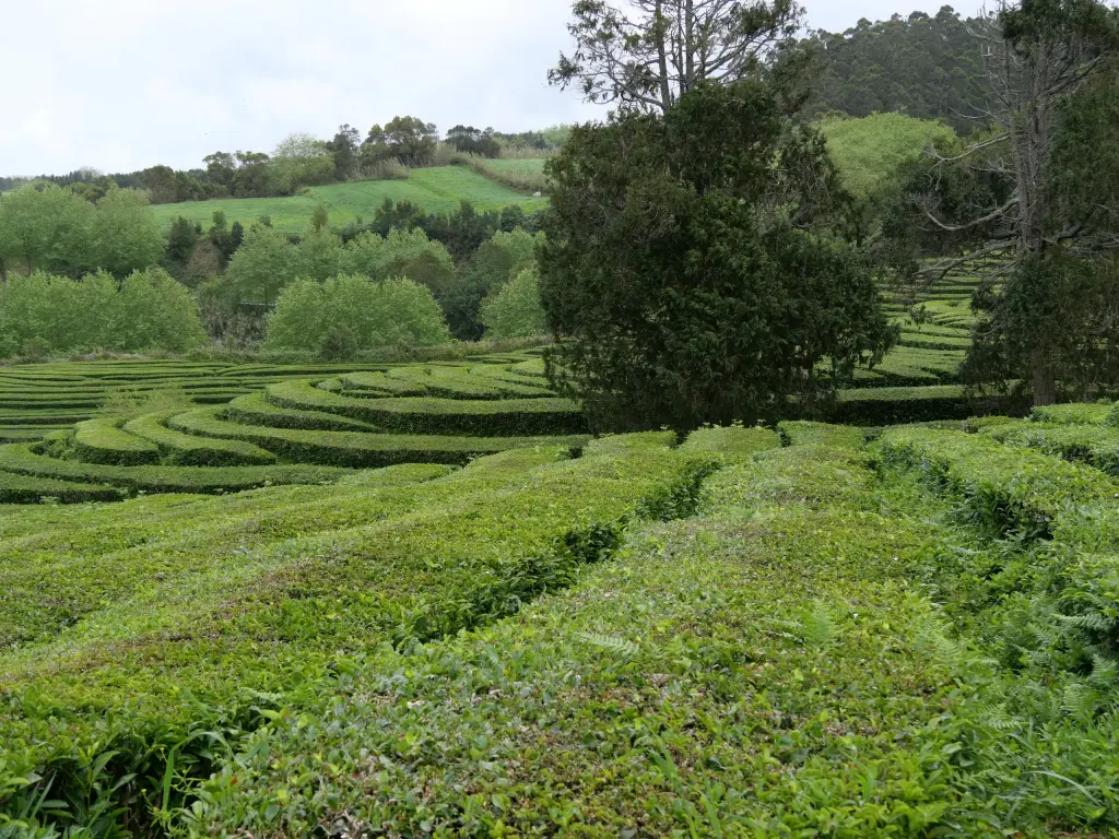 Rangées de thé dans la plantation Gorreana à São Miguel