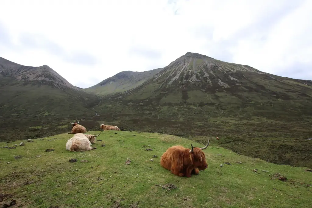 Vaches Highland dans les paysages de l'île de Skye