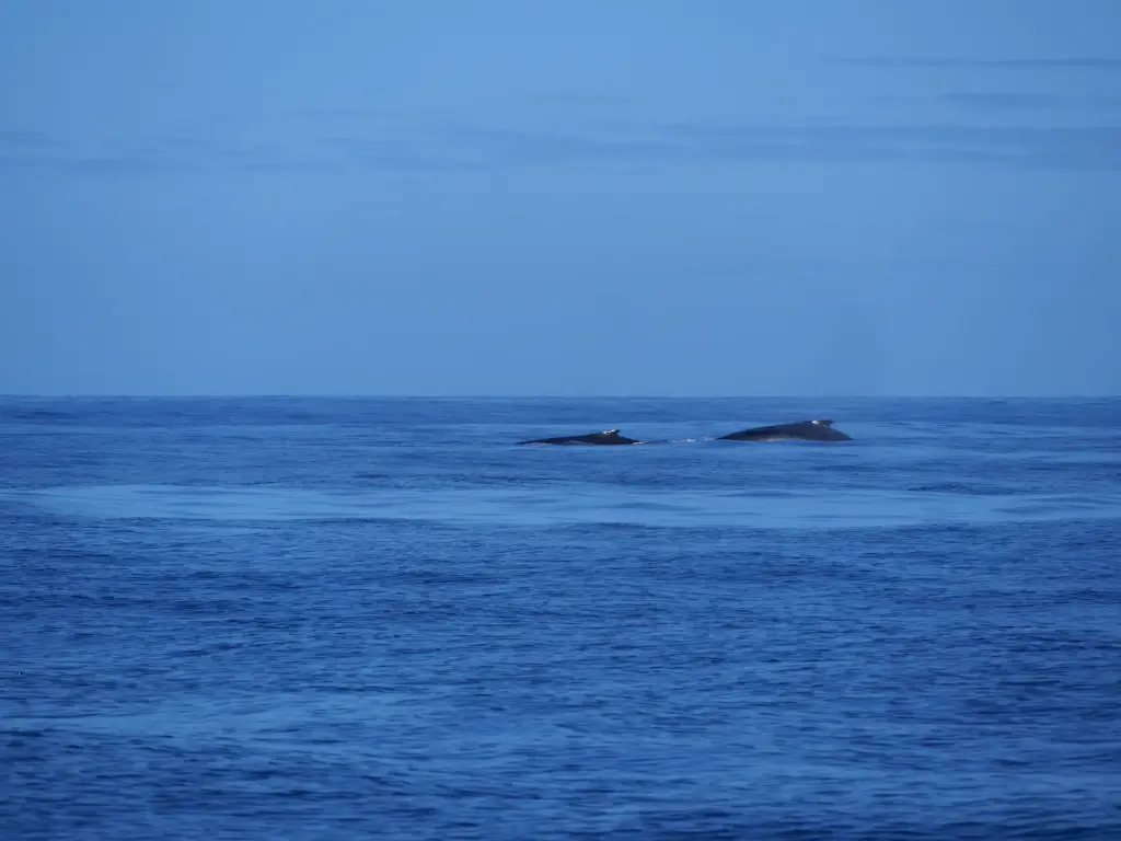 Baleine et baleineau observés au large de La Réunion