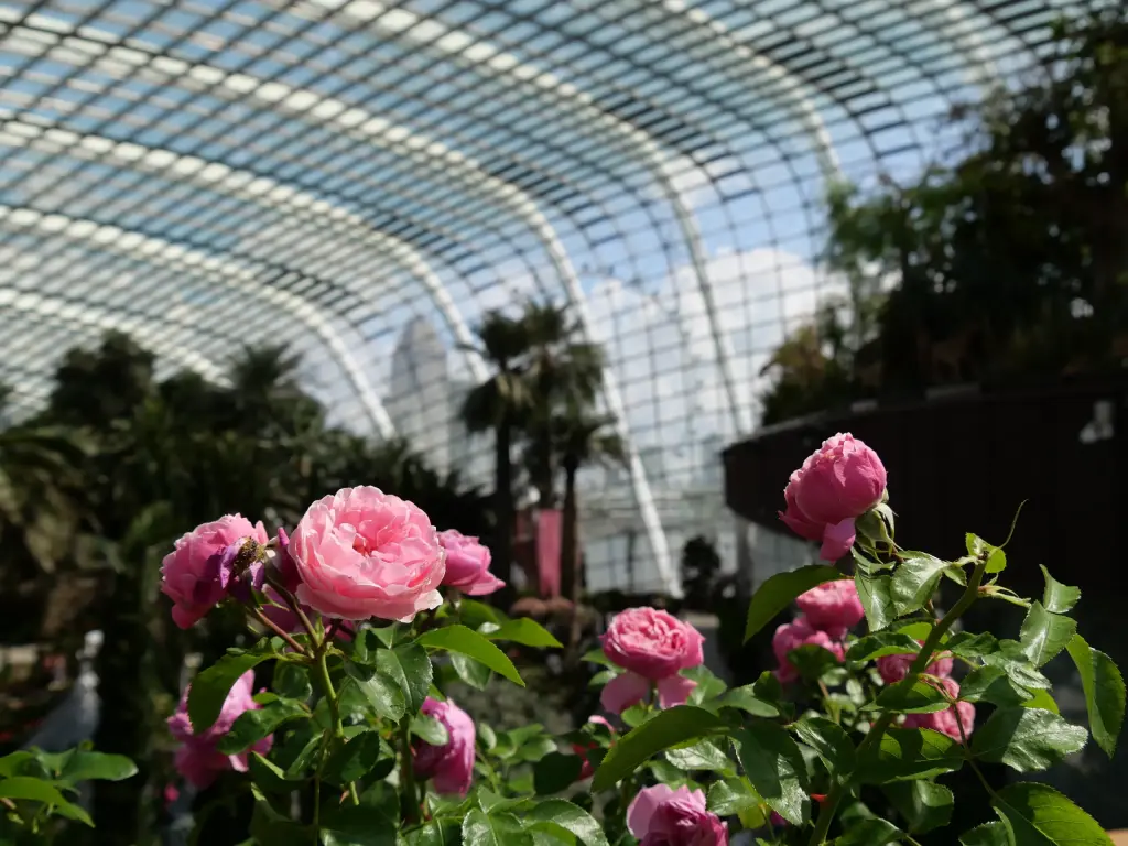 Fleurs dans le Flower Dome de Gardens by the Bay