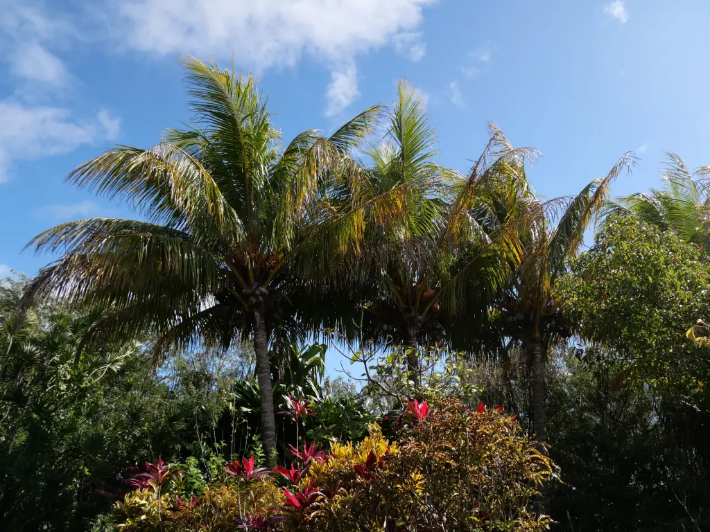 Végétation tropicale du jardin botanique du Domaine du Café Grillé