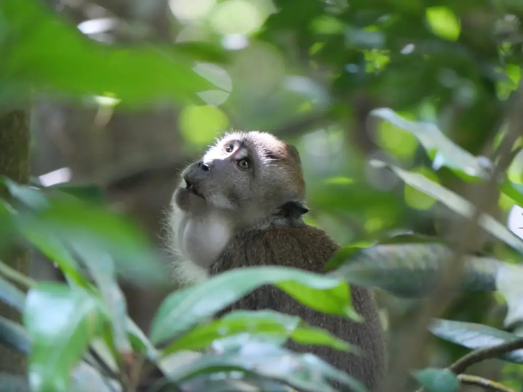 Macaque à longue queue dans la forêt de Bukit Timah