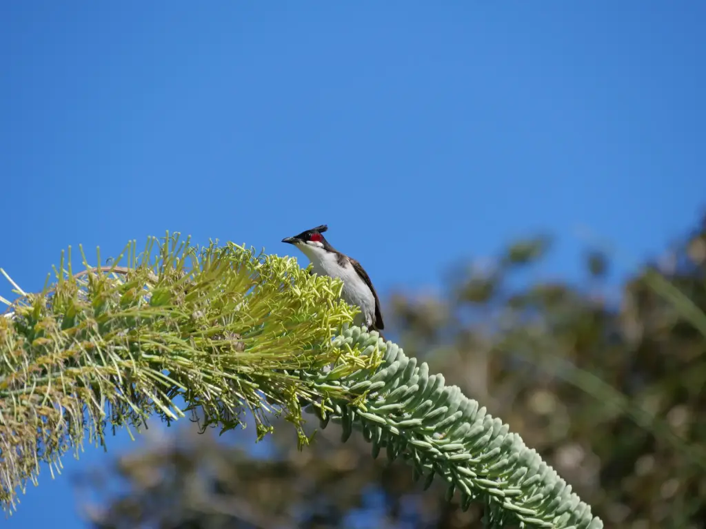 Oiseau posé dans le jardin du Domaine du Café Grillé
