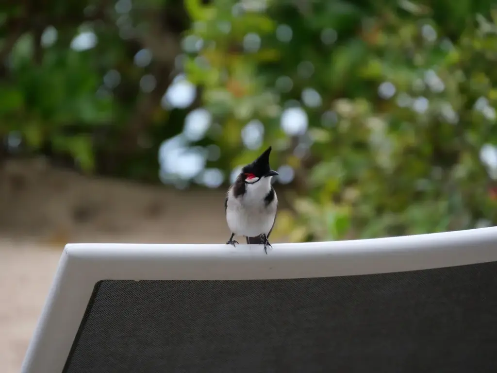 Petit oiseau posé sur le dossier d'un transat à notre hôtel à Maurice