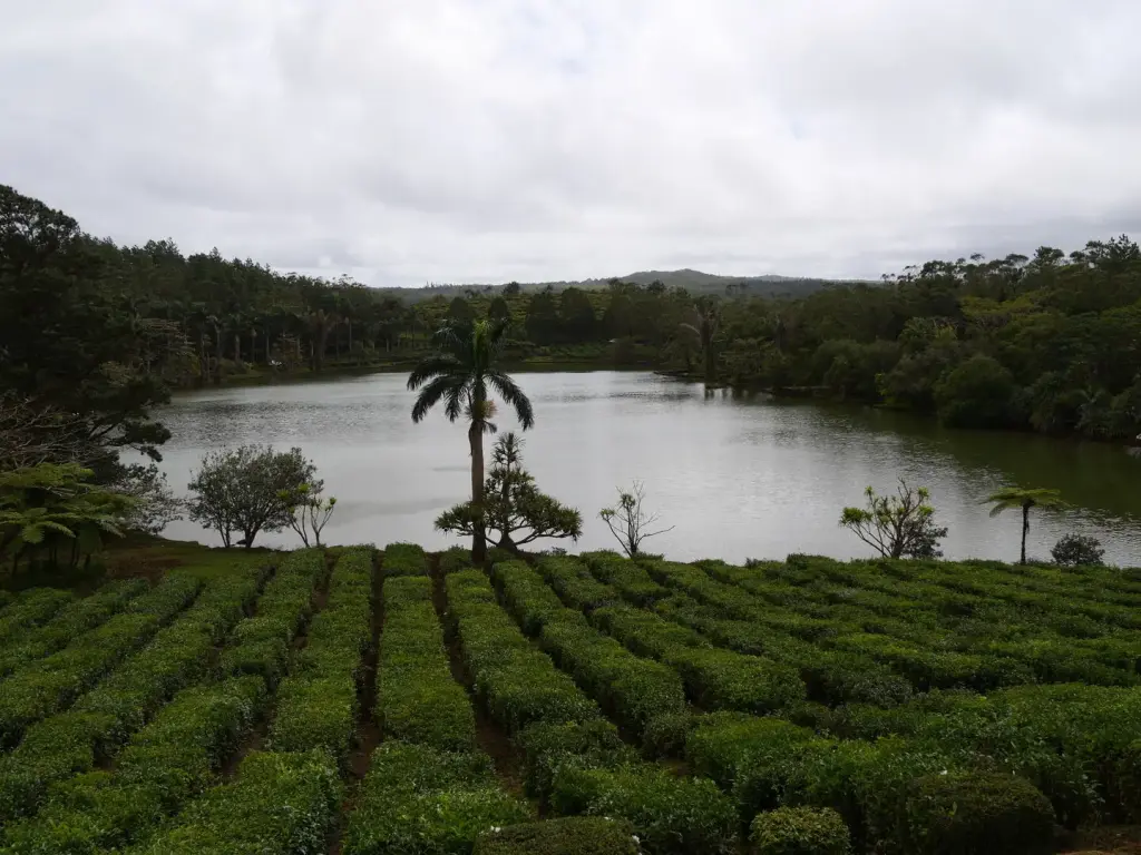 Rangées de théiers autour du plan d'eau de Bois Chéri