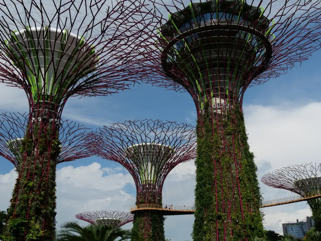 Vue panoramique sur les Supertrees de Singapour