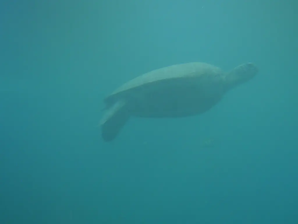 Tortue marine observée dans un bassin du centre Kélonia