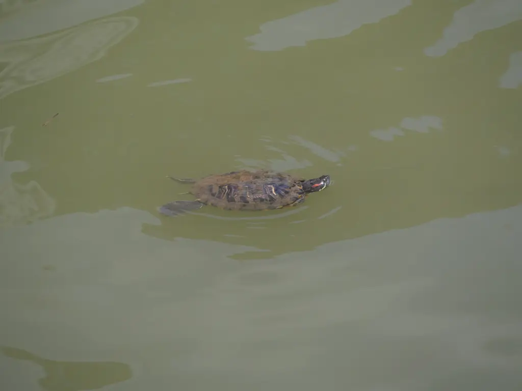 Tortue observée dans Singapore River