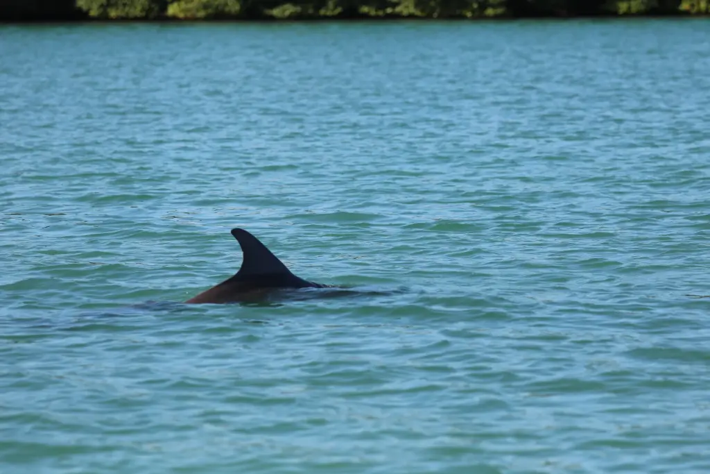 Aileron d'un dauphin à la surface de l'eau à Sian Ka'an