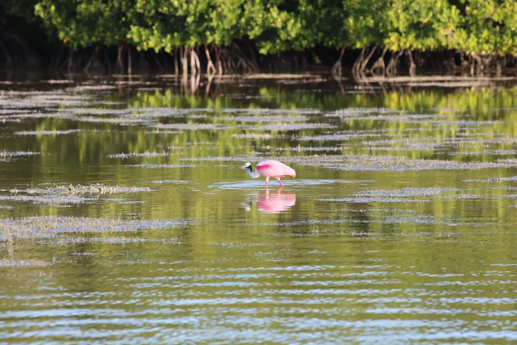 Flamant rose dans la mangrove de Río Lagartos