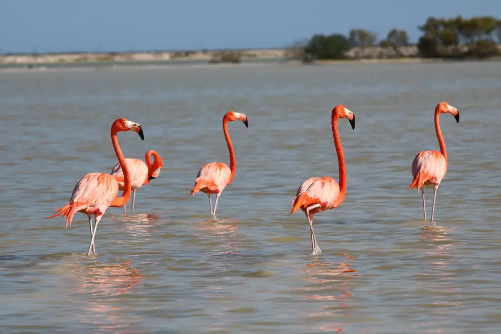 Flamants roses marchant dans l'eau peu profonde à Río Lagartos