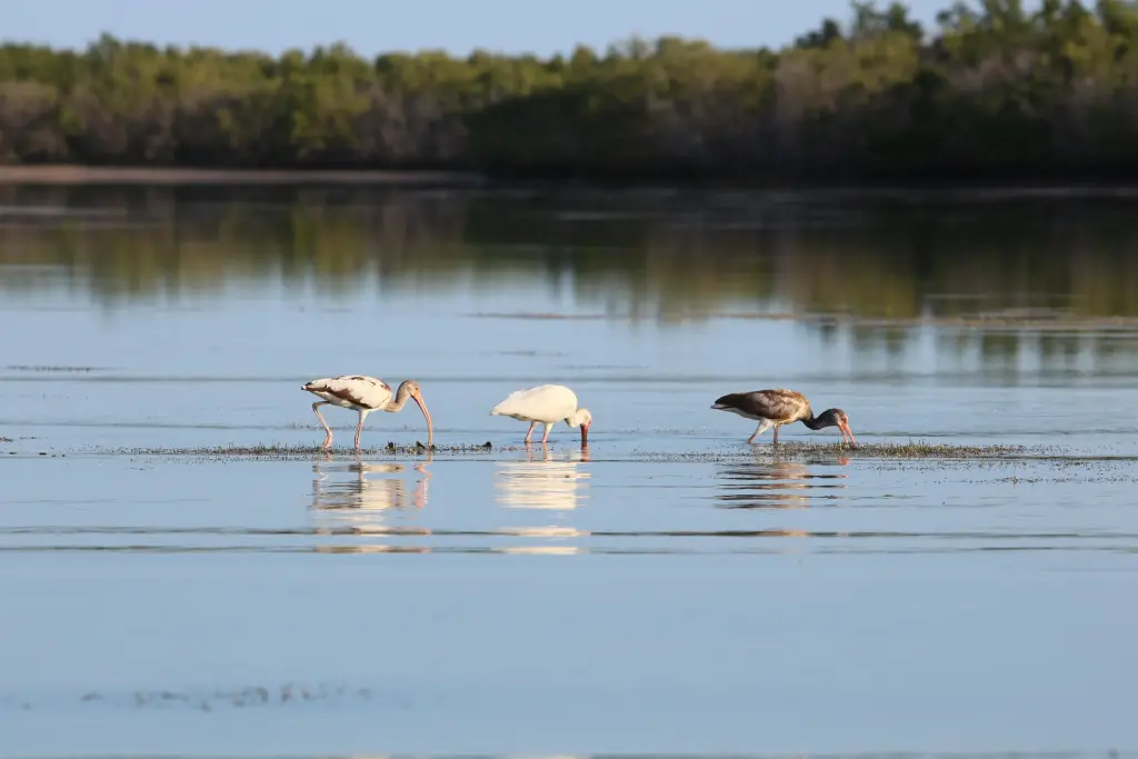 Flamants roses dans une lagune près de Río Lagartos