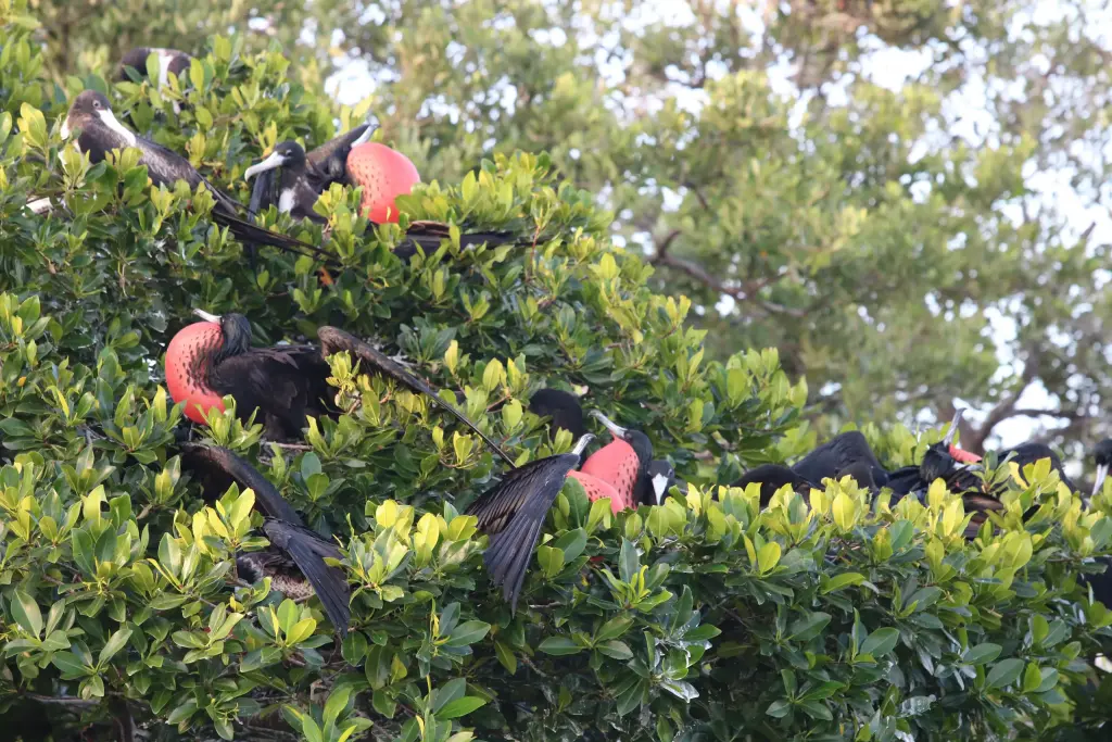 Frégates posées dans la mangrove de Sian Ka'an