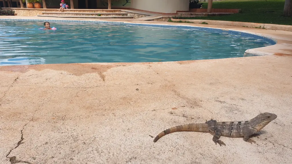 Iguane au bord de la piscine près d'Uxmal