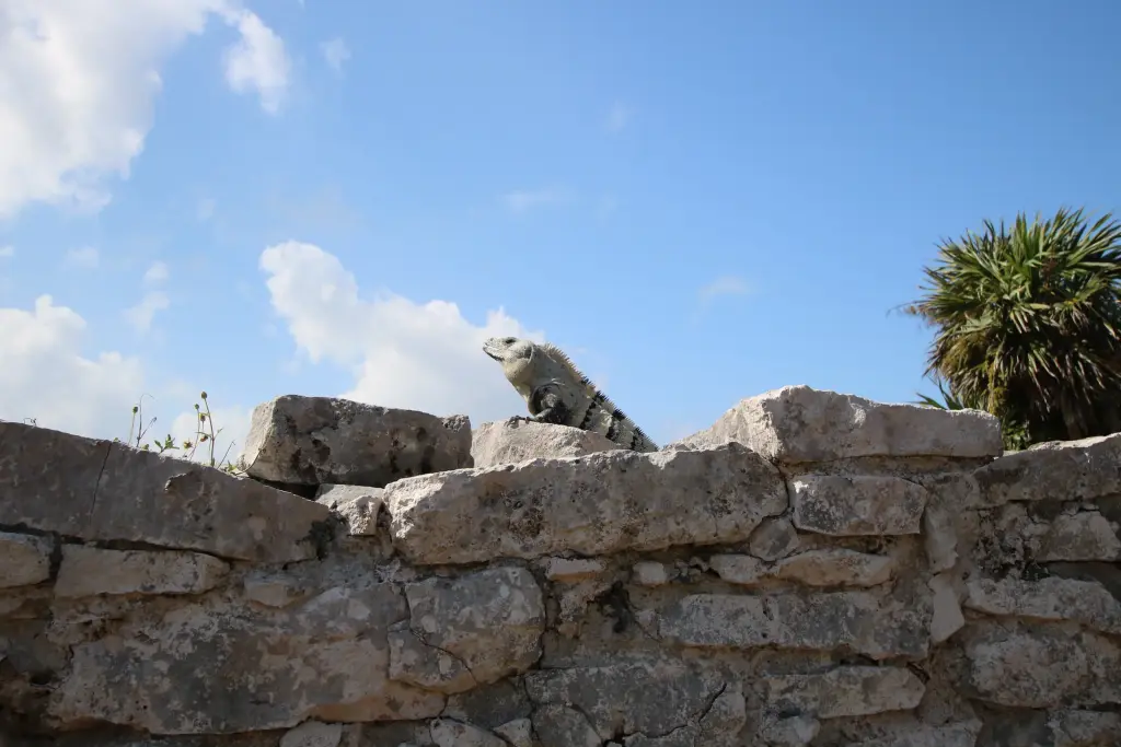 Iguane sur un muret du site archéologique de Tulum