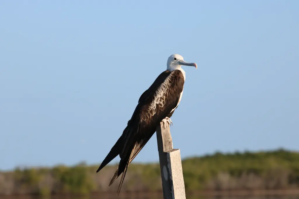 Oiseau perché dans la réserve de Río Lagartos