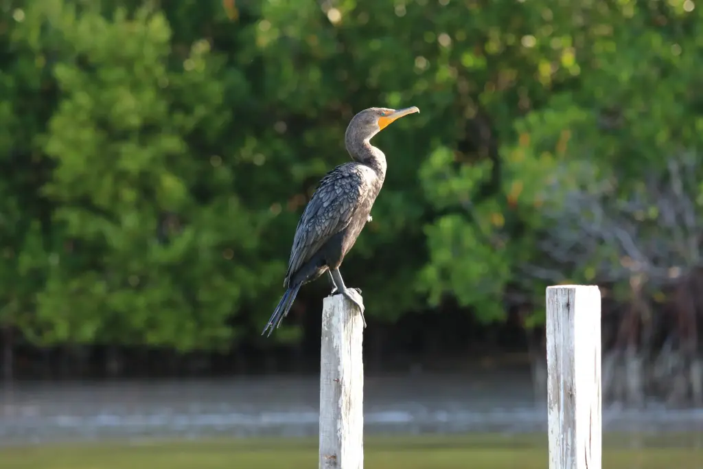 Oiseau perché sur un piquet dans la mangrove de Río Lagartos