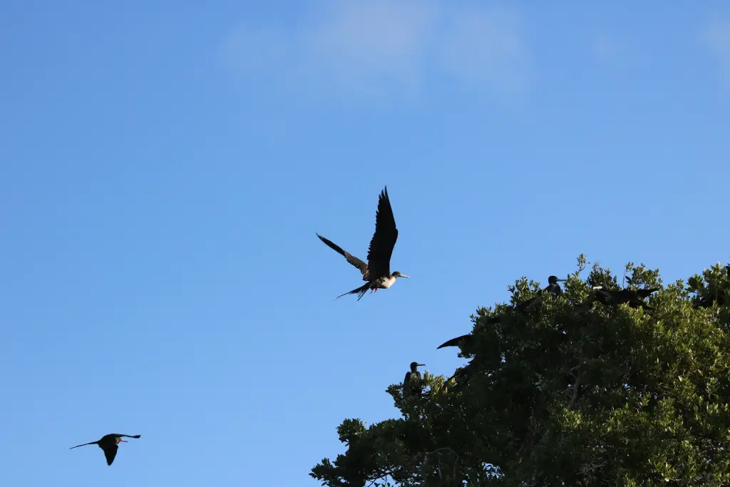 Deux oiseaux traversant le ciel au-dessus de Sian Ka'an
