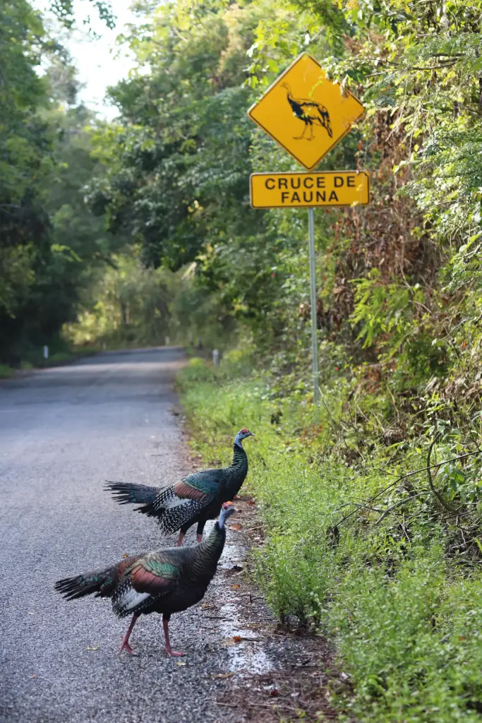 Oiseaux sauvages croisés sur la route de Calakmul