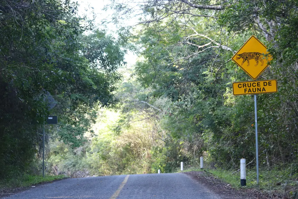 Panneau signalant des crocodiles sur la route de Calakmul