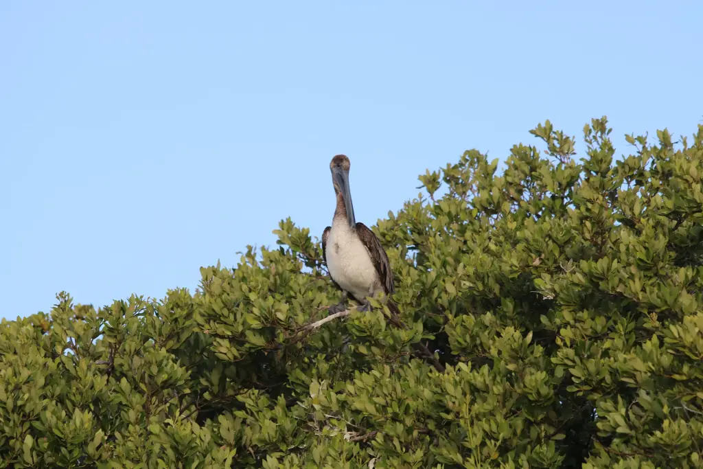 Pélican perché au-dessus de la mangrove à Sian Ka'an